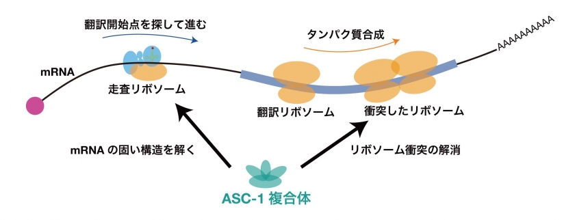 タンパク質研究なるほどQ&amp;A―ポイントが身につく基礎知識+失敗のなぜと成功のコツ! タンパク質研究なるほどQ&A ポイントが身につく基礎知識+失敗の